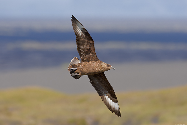 Great Skua, (Stercorarius skua), Ingolfshofdi Nature Reserve, Iceland